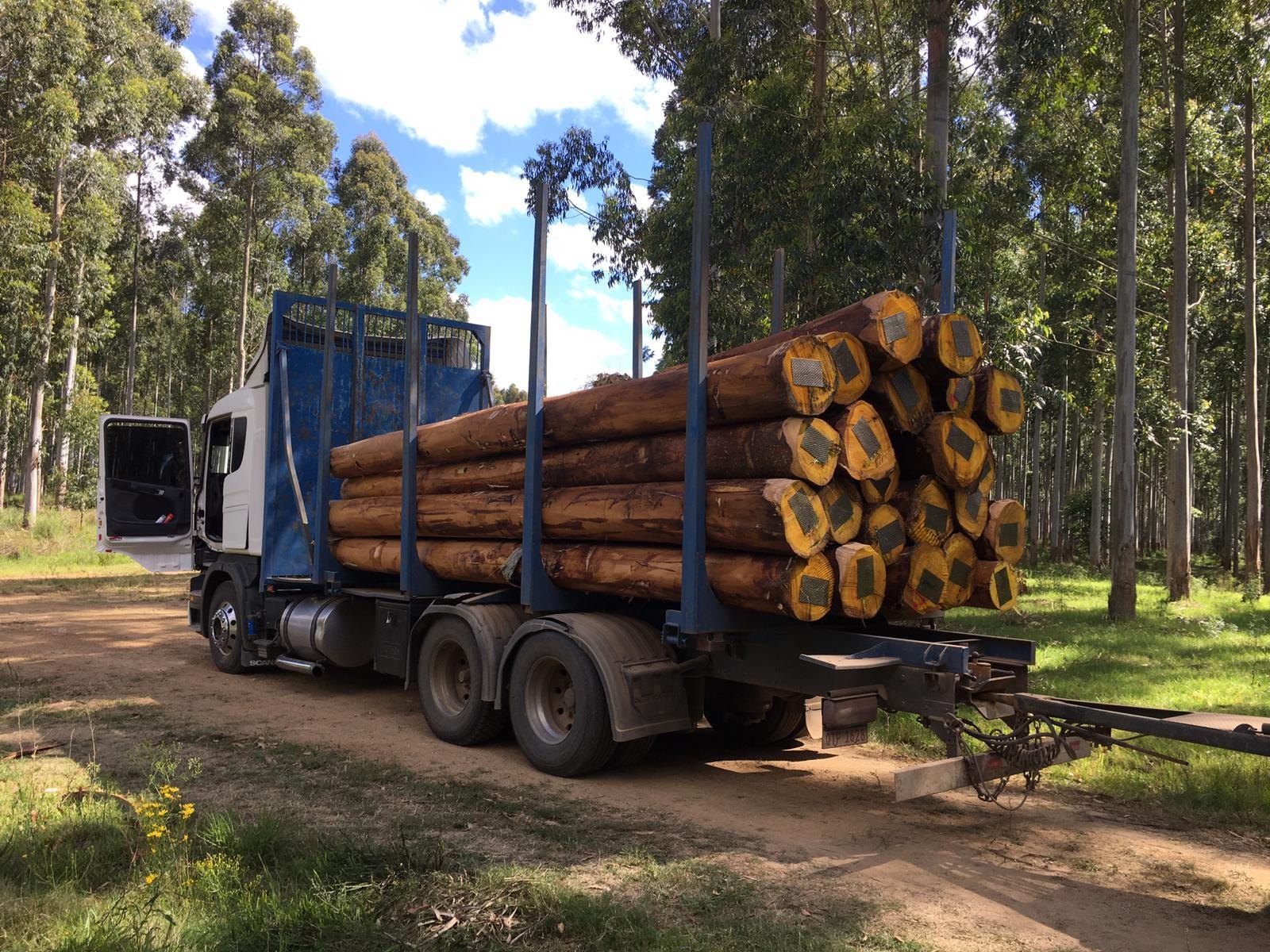 Camión con vigas de exportación