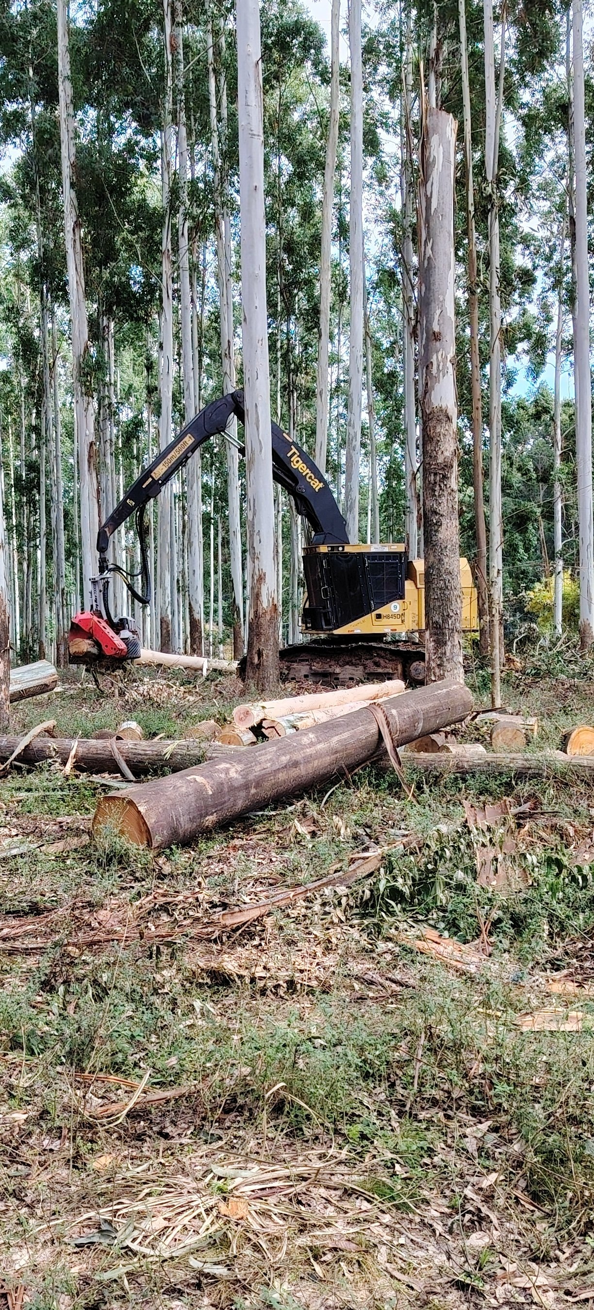 Tigercat H845D cosechando