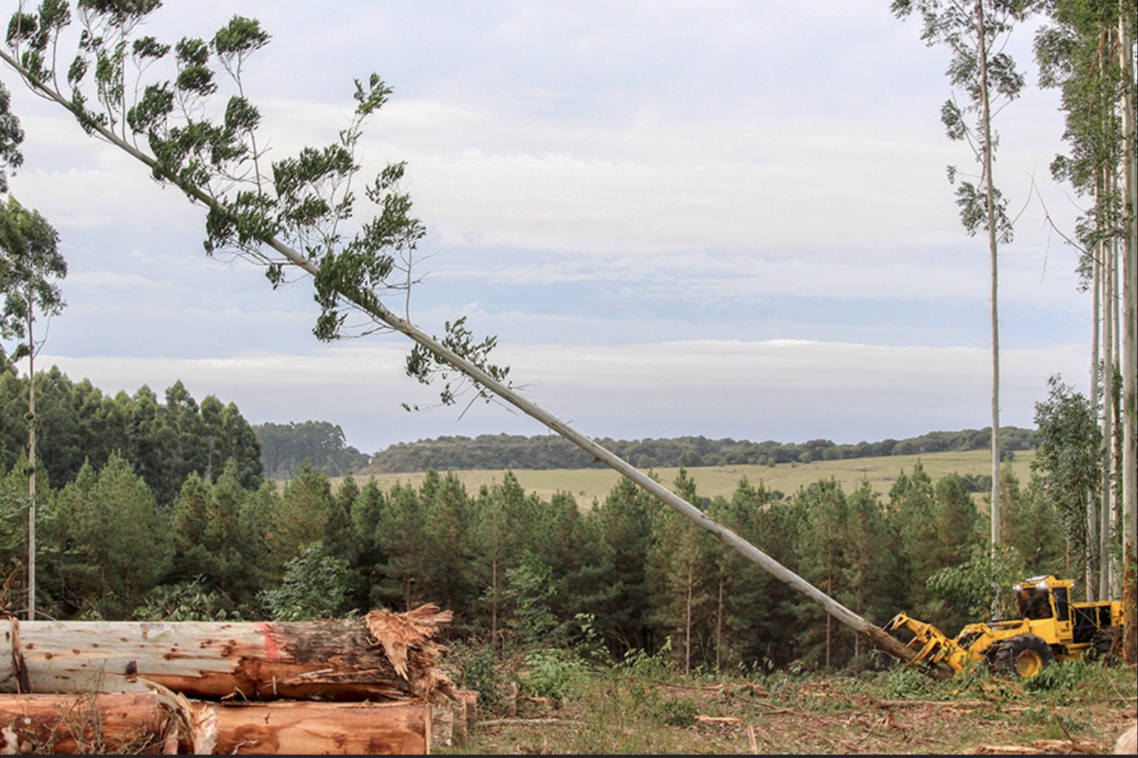 Feller buncher tumbando eucalipto