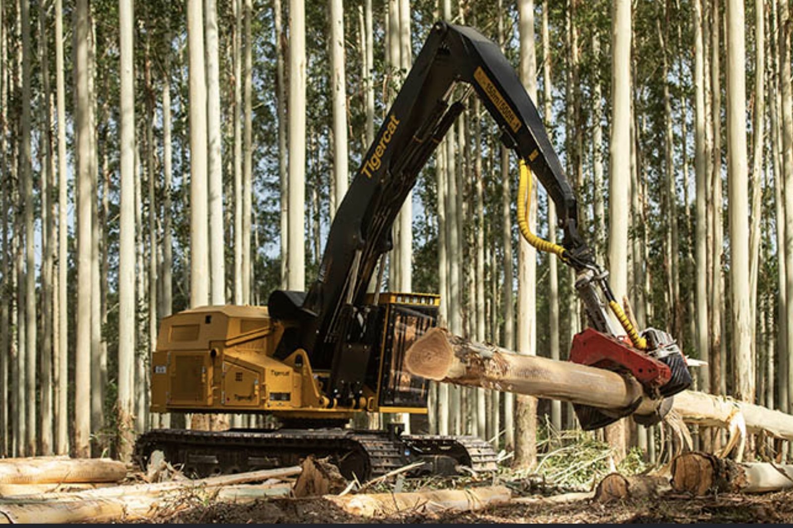 Tigercat 855 procesando tronco