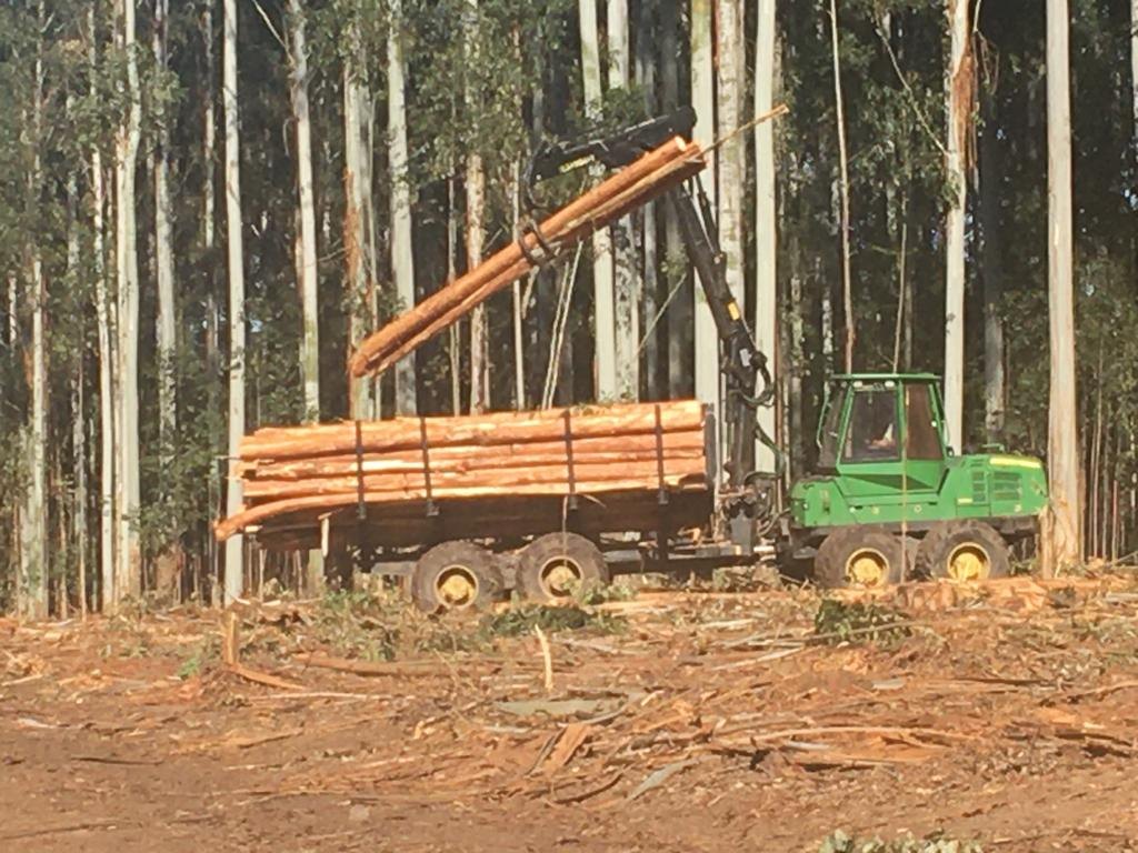 Forwarder cargando zorra