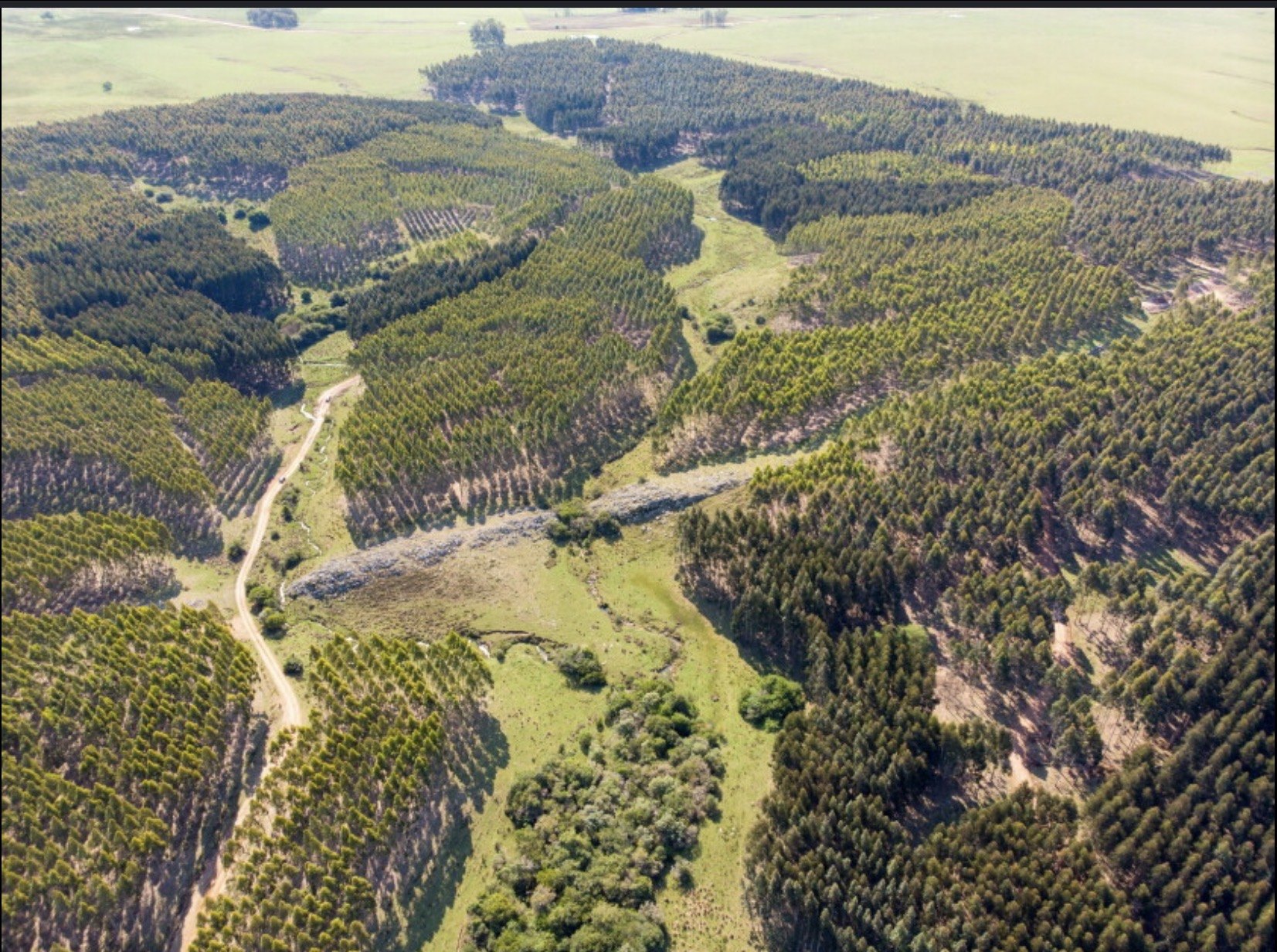 Monte forestal Pinalook Uruguay