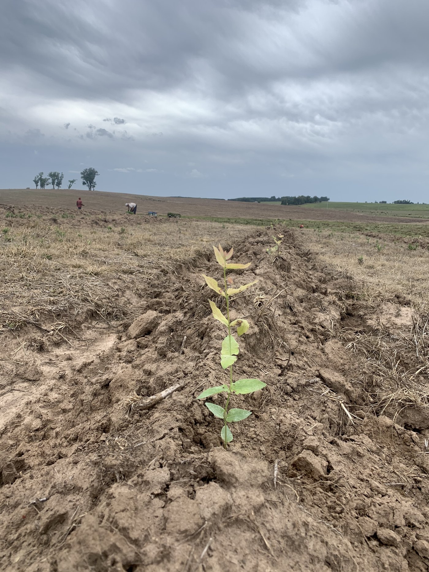 Plantín recién plantado