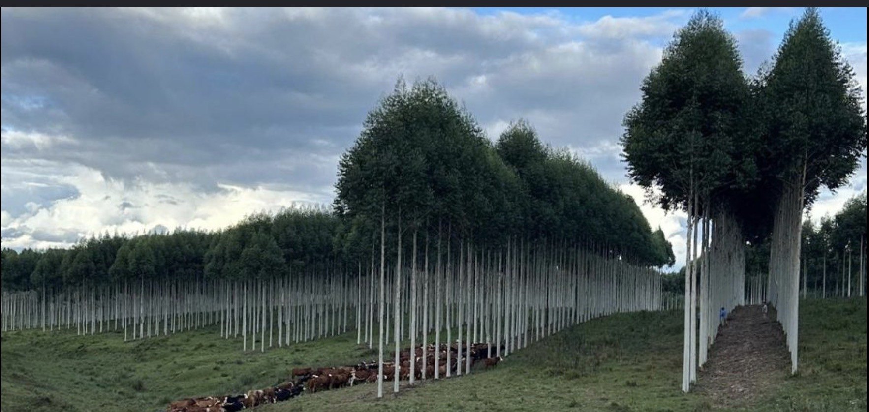 Silvopastoreo eucalipto ganadería Uruguay