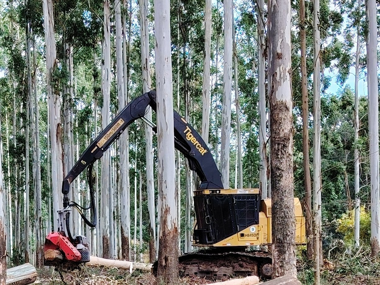Harvester cosechando eucalipto